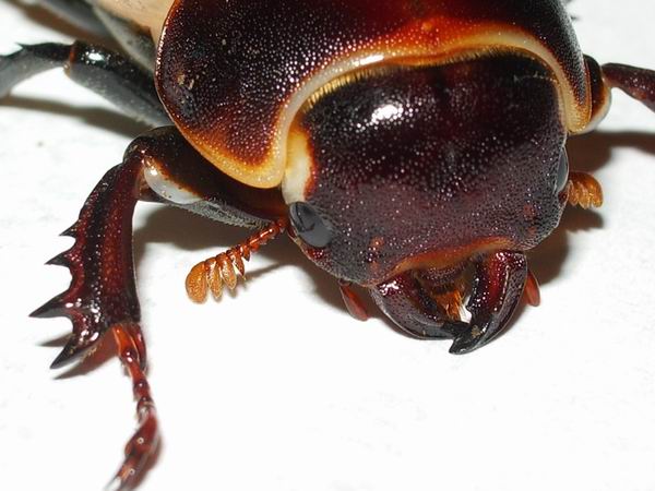 Lucanus tetraodon: la metamorfosi